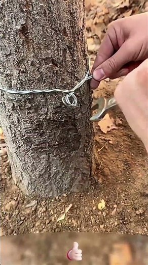 Double wire buckle process for improved work efficiency