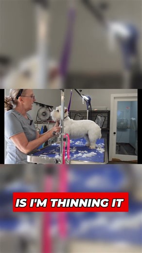 Easy Steps to Perfect Your Dog’s Style 🐕