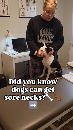A pain in the neck 﫠 Causes of neck pain in dogs can vary whether...