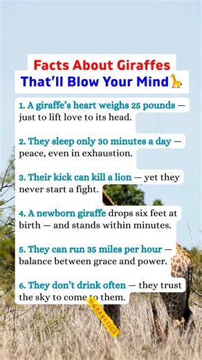 🦒 Facts About Giraffes That’ll Blow Your Mind 🌍 #giraffe #DidYouKnow #animals #naturelovers #NatureSecrets #fypシ゚viralシ #highlightsシ゚ | Gravetics