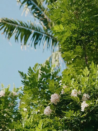 Islander Resort on Reels