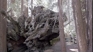 A giant fallen sequoia trunk is laying on the floor of the redwood forest in Sequoia National Park, California