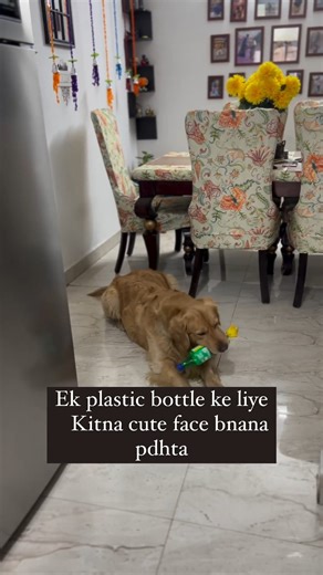 39K views · 2.2K reactions | Dogs and their obsession with plastic bottles❤️ Video Credit: https://www.instagram.com/simba_coffee_pawlife/ #Dogexpress #Celebratingdoglove #Doglovers #Dogowners #lovemydog #doglove #doglife #dogsofinstagram #dogstagram #goldenretrieverpuppy #goldenretriever #dogcute #doginocent #dogsofinsta #petstagram #dogstagram #dogsofinstagraminnorthcarolina | DogExpress | Facebook