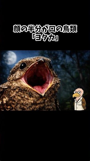 A Bird Whose Face Is Half Mouth – Nightjar
