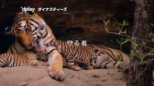 新たな野生動物ドキュメンタリーの超大作『ダイナスティーズ』 9月11日(金) #Dplay で配信スタート✨ #Dplay #BBC 月額200円OFFキャンペーン実施中🎁 https://bit.ly/2R2m6Tr | ディスカバリーチャンネル