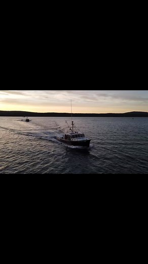 Porgies or menhaden are not just any fish; they're a vital part of our fishing strategy because using them as bait significantly cuts our costs—saving us around $100K a year! #maine #lobster #fishing #interesting #educate #learning | Jacob Knowles