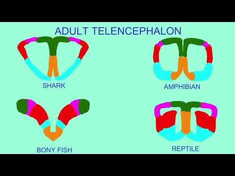 septum pellucidum & septal nuclei