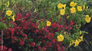 Colourful yellow and red tropical flowers with rain falling. Island of St Martin in the Caribbean.