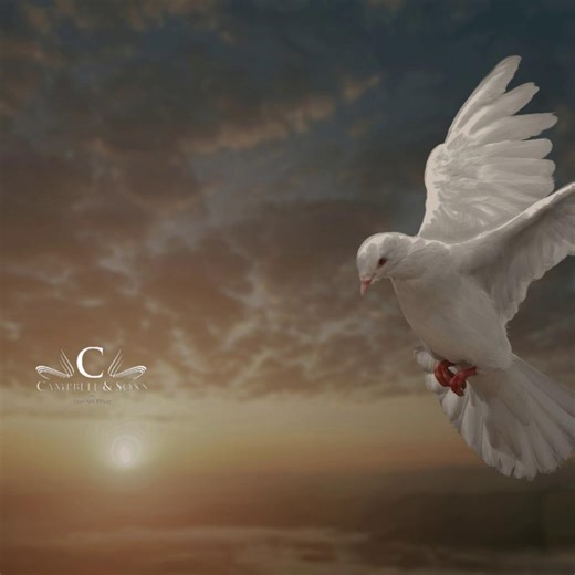 26K views · 133 reactions | We celebrate the life and memory Mr. Joey...