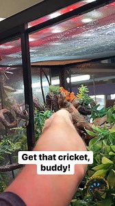 1.4K views · 24 reactions | Do any of you guys have pet chameleons? 年 One of the best things about having them as a pet is getting to feed them and watch that long tongue fly!  This little one took its time picking out the perfect cricket to go for. #cute #cutepets #chameleon #eat #feeding #dinner #babyanimals | The Tye-Dyed Iguana | Facebook