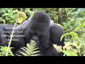 Mountain Gorillas in Rwanda