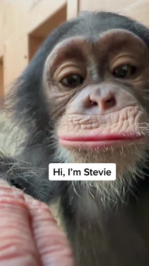 Meet Stevie: The Cute Female Chimp at Zoo Knoxville
