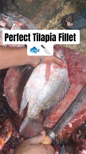 Fresh Tilapia Cutting | Perfect Fillet Skills 🐟🔪 | Satisfying Fish Preparation