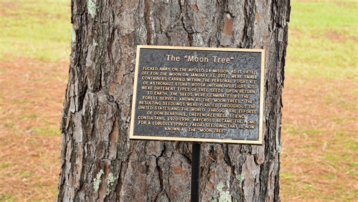 What Happened To The 2,000 "Moon Trees" Brought To Earth By Apollo 14?