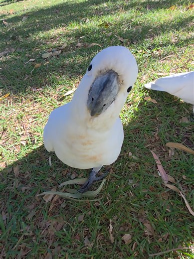 Cute Cockatoos: Adorable Wildlife Moments