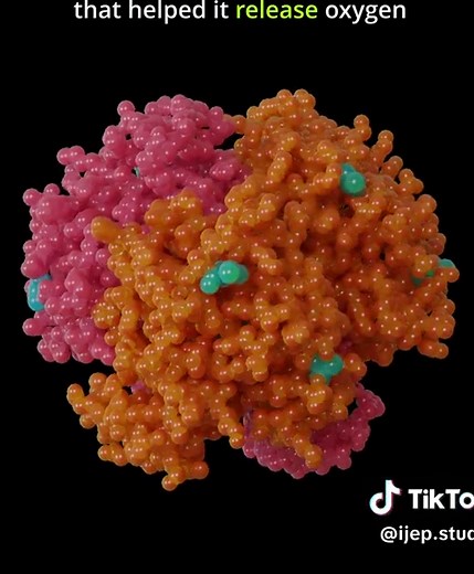 Understanding Hemoglobin: The Biochemical Marvel