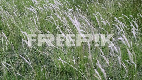 Panning from the right to the left above the growing Imperata cylindrica or more commonly known as cogon grass, in a pasture in the outskirts of Bangkok, Thailand | Premium Stock Video Footage