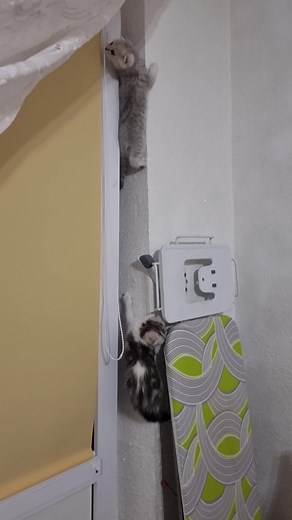 1.8K views · 63 reactions | Kittens learn to climb walls #kittenstoclimb #kittens | Cat Chloe & kittens | Facebook