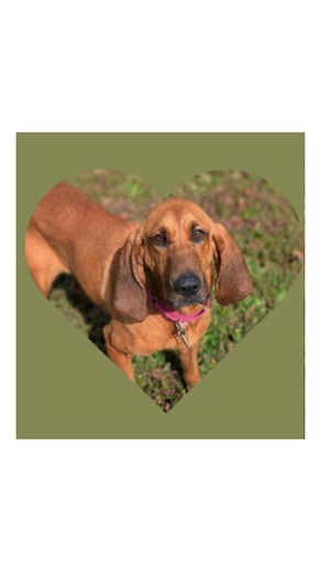 1.6K views · 16 reactions | Go to www.hshcwv.org/adopt to submit an application. #shelterdog #shelterdogsrock Adopt a Pet Petfinder.com #adoptdontshop | Humane Society of Harrison County - WV | Facebook