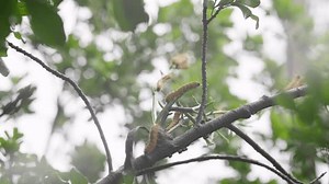 Haarige Raupen fressen Blätter und laufen: Stockvideos & Filmmaterial (100 % lizenzfrei) 3920071775 | Shutterstock