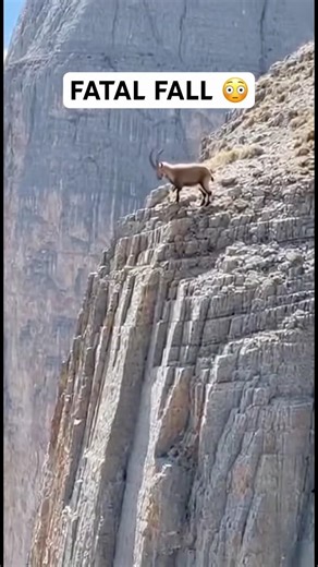 GOAT HAS FATAL FALL FROM HUGE MOUNTAIN 😳