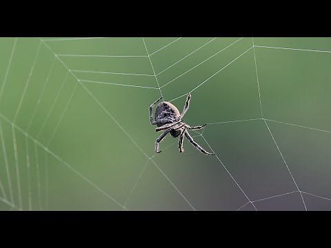 クモの巣作りの一周（オニグモ）糸の張り方が凄すぎる！ A round of spider web construction Un giro di costruzione della ragnatela