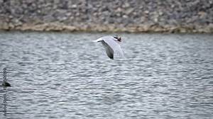 Common Tern with a fish in its mouth flying over Loons in a pond during migration in Utah County during the Spring.