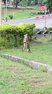 BAYAWAK NA MAGKAYAKAP? Uploader Charlie Jagonos captured two monitor lizards seemingly hugging each other inside the University of the Philippines Visayas in Iloilo on September 23, 2025. "Nag-video lang ako para mainggit dahil ang sweet nila tignan sa video," he told The Philippine STAR. However, he clarified that a biologist told him that the reptiles were “hugging” for a different reason. "Pero in reality, they are fighting for territory daw po according to Kim Alunan (biologist) friend ko po