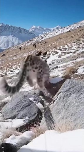 The Most Brutal Snow Leopard Hunt Ever Filmed