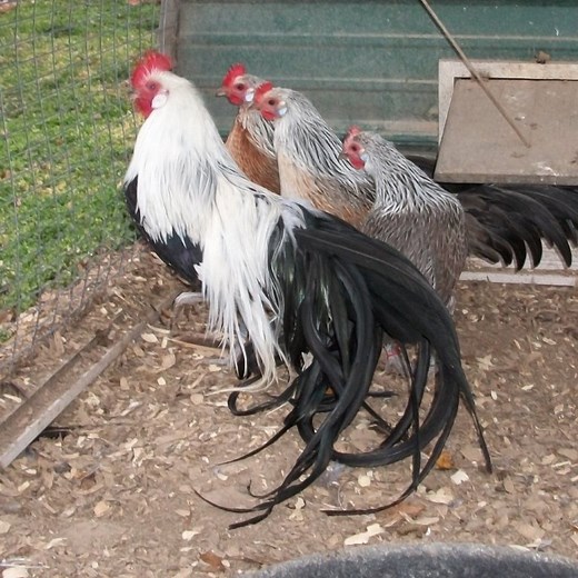 Silver Phoenix Bantam Chickens for Sale | Cackle Hatchery®