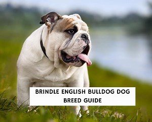 Brindle English Bulldog Dog Breed Guide! - We Love Doodles