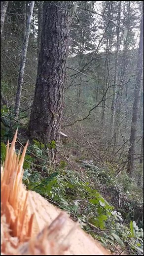 Pissed_Off_Timber_Faller on TikTok