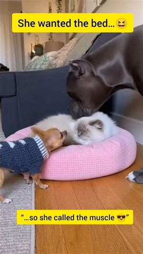 “She Barked for 2 Minutes… and STOLE the bed 😭😄💀” #funnyanimals #doggie #dog #pets