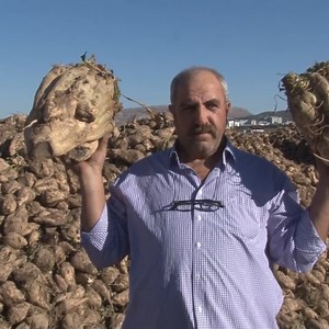 301K views · 3.6K reactions |  Sivas’ta bir çiftçi doğal gübre kullanarak ürettiği pancar ile şaşırttı. Normal bir pancarın 3 katı büyüklüğündeki pancarlar, mutfak tüpü ile aynı büyüklüğe ulaştı.  Çiftçilik yapan Yakup Çoban, nisan ayında ektiği şeker pancarını hasat etmeye başladı. Büyüme döneminde kimyasal gübre yerine hayvan gübresi kullanan Çoban, verimde artış elde etti. | Haber7 | Facebook