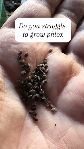 Growing Phlox: Tips for Successful Seed Germination