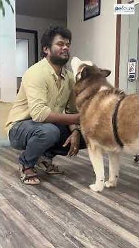 😱இவன் கிட்ட ஜாக்கிரதையா இருக்கனும் 😰😱 #pets #petlovers #tnagar #petcurechennai #funny #comedy