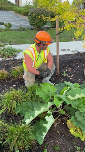 Harvesting Cardoon (Cardoni)