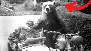 78K views · 2.6K reactions | Incredibila poveste a ursului soldat antrenat de polonezi | George Moldovan | Facebook