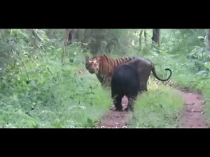 DYANEMIC FIGHTING TIGER VS BEAR IN RANTHAMBHOR NATIONAL PARK