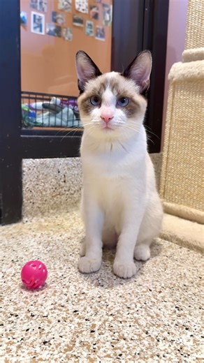 Meet Nick, a 5-month-old kitten with a little wobble and no volume control (because he’s deaf 😉). Don’t let the wobble fool you, this boy is purr-fectly healthy and ready to melt hearts! ❤️ #WobblyCat #AdoptDontShop #PerfectlyImperfect #ScottsdaleCats #RescueCatLove #FoothillsAnimalRescue | Foothills Animal Rescue