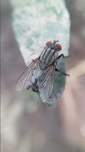 Flesh Fly Up Close 😱 | Amazing Macro Fly Video | Insect Facts #shorts