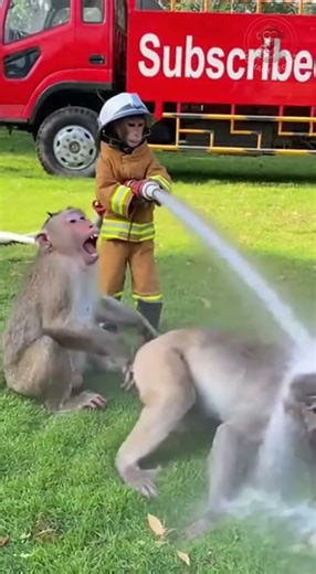 monkey vs firefighter water fight #monkey #funny #crazy