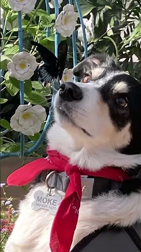 Butterfly lands on dogs nose. What is it? Why is it on my nose? !!