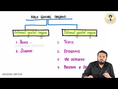 57. Male Genital Organs Anatomy | Intro to Reproductive System | NEET PG | USMLE | FMGE | MBBS