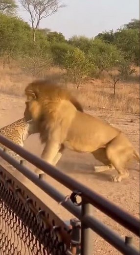 🦁 Male Lion Fights Jaguar Protecting Cub - POWERFUL Battle! 😱