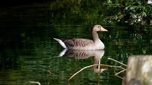 Goose Videos: Download 140+ Free 4K & HD Stock Footage Clips - Pixabay