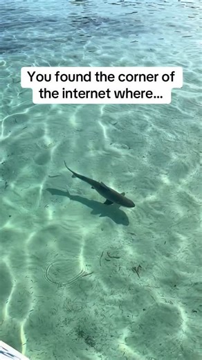Where we also love little sharks. . . This blacknose shark is an adult. They can reach up to 1.4 m in length ( 4.6 ft) They have a small black smudge on their which is where they get their name from. Most sharks fall within the same size range as humans (avg 5-7 ft) despite people thinking all Sharks are huge. #sharks #sharkfacts #learnaboutsharks #sharkscience | Jillian Morris