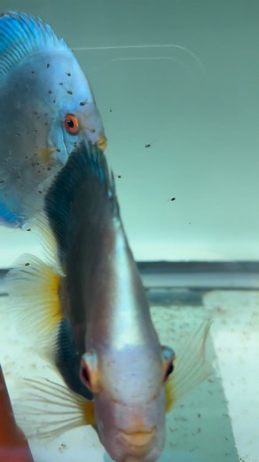 79K views · 1.4K reactions | Blue diamond discus | Angel Skalar | Facebook