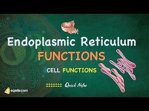 Cell Functions - Endoplasmic Reticulum Functions