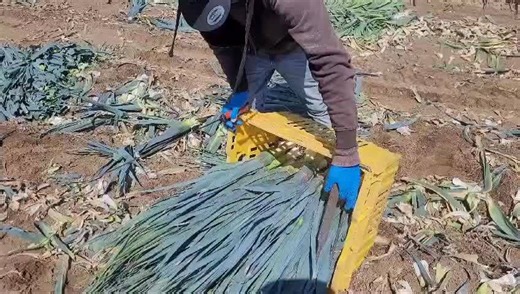 57K views · 547 reactions | Martin is working in the leeks in...